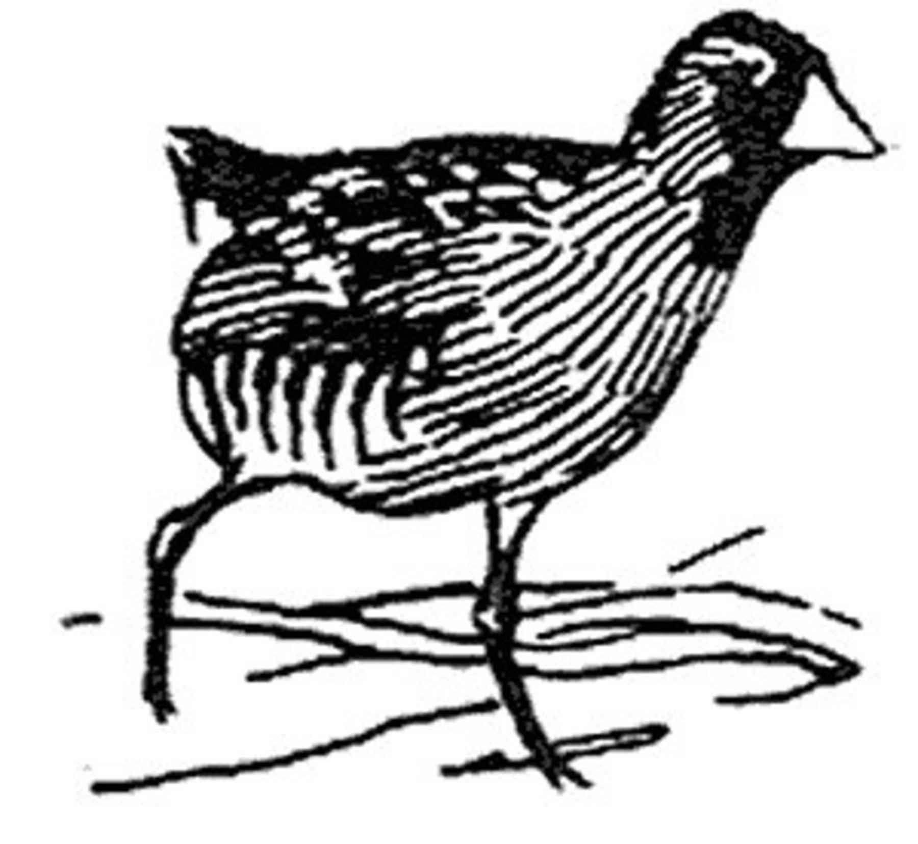 1800x1656 Free Picture Sora, Rail, Bird, Black And White Illustration