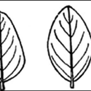 320x320 Five Basic Leaf Shapes Of Wild Soybean Accessions In China