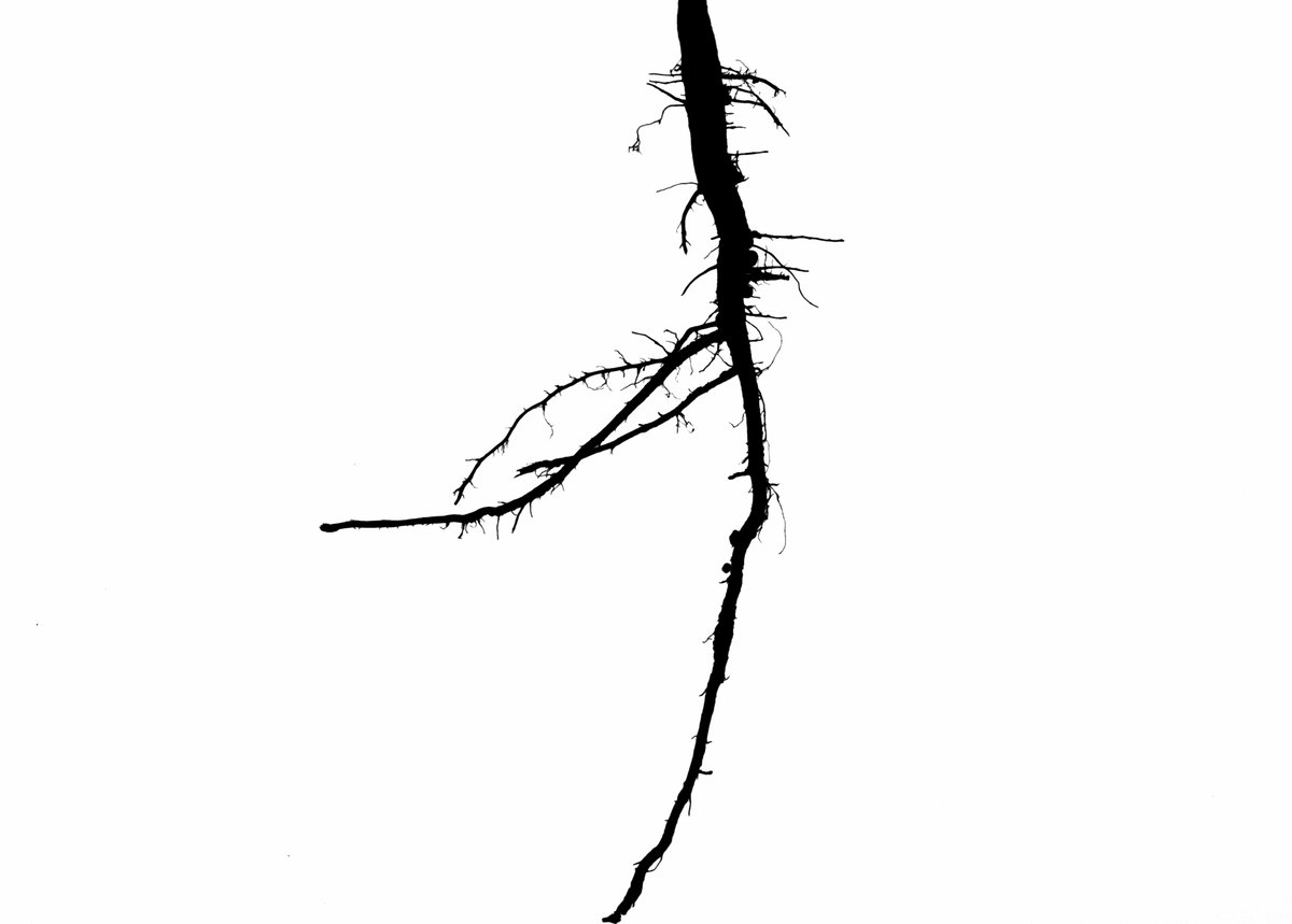 1200x859 Larry M York On Twitter Our New Root Crown Imager Has Been