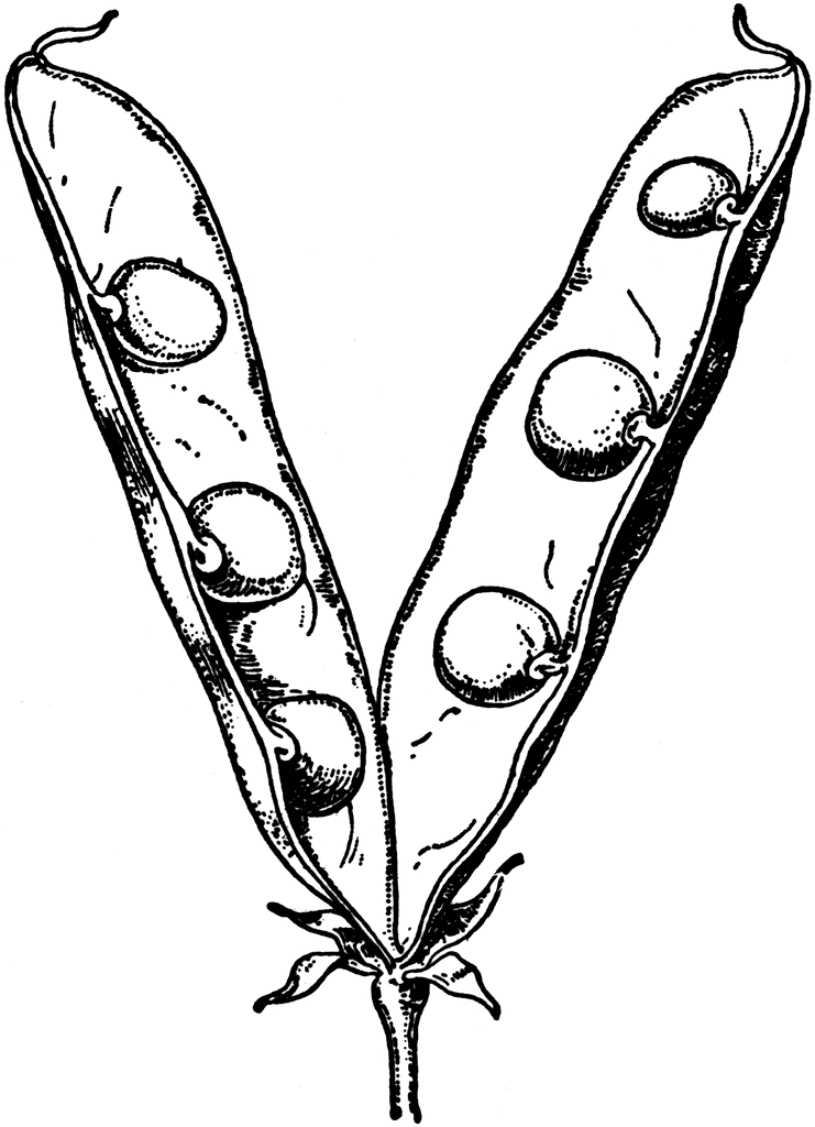 741x1024 Soybean Clipart