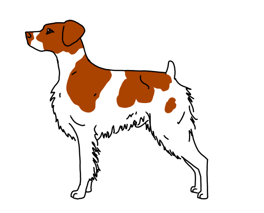 536x432 Collection Of Free Puppy Drawing Brittany Spaniel Download On Ui Ex