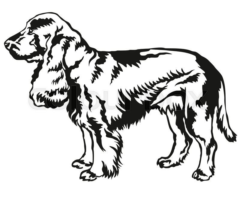 800x657 Field Spaniel Drawing