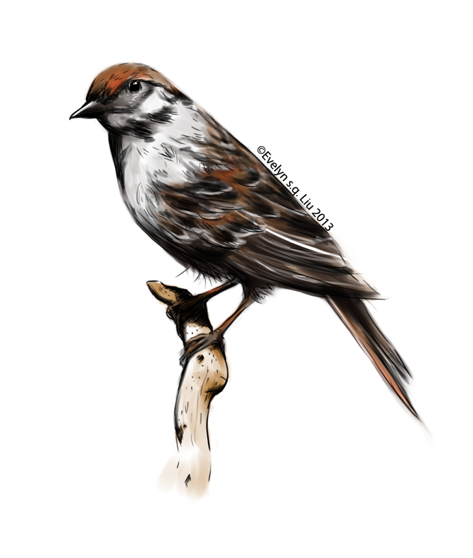 671x790 drawing exercise chipping sparrow evelyn s q liu