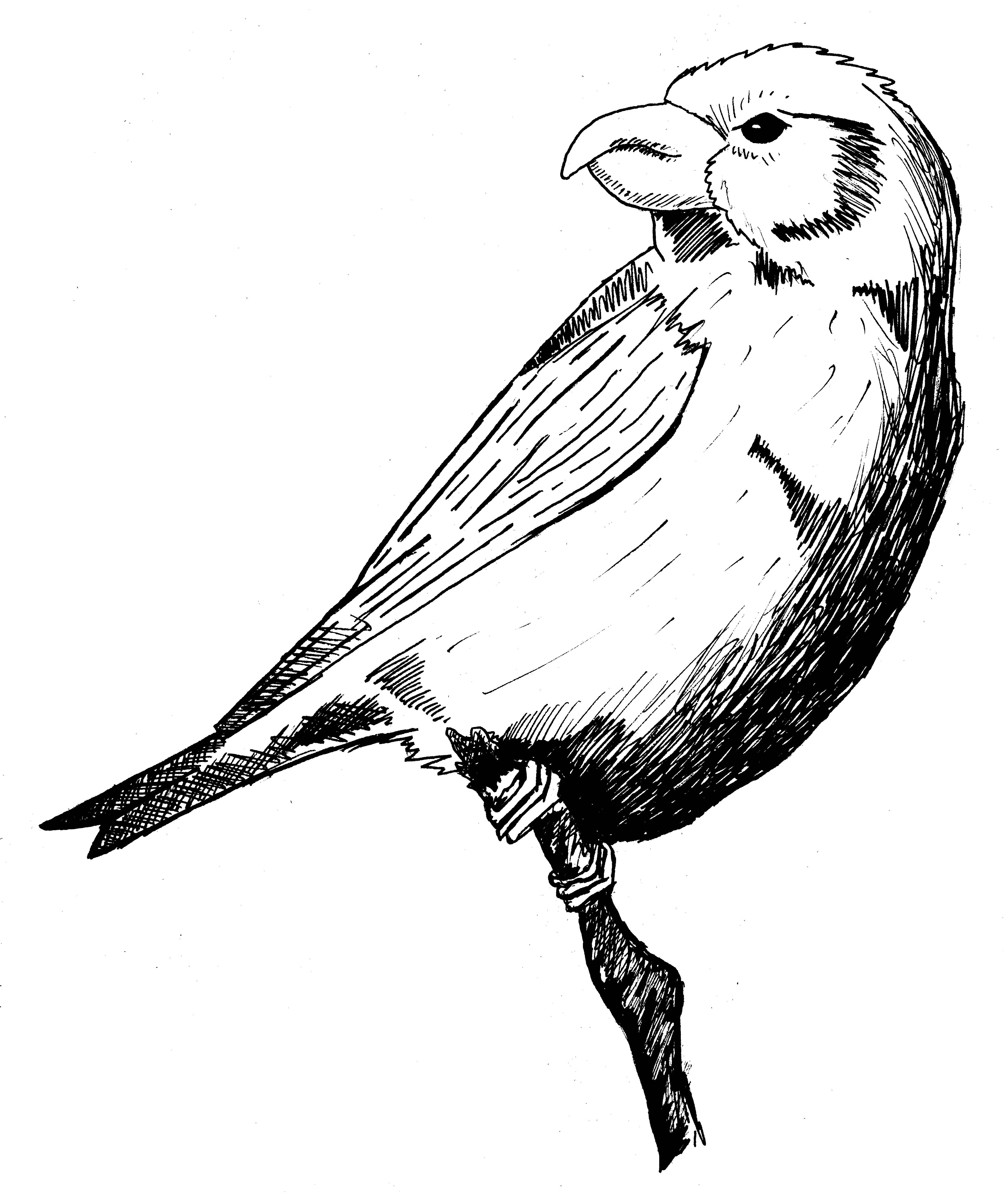 4572x5424 Drawn Sparrow Unique Bird