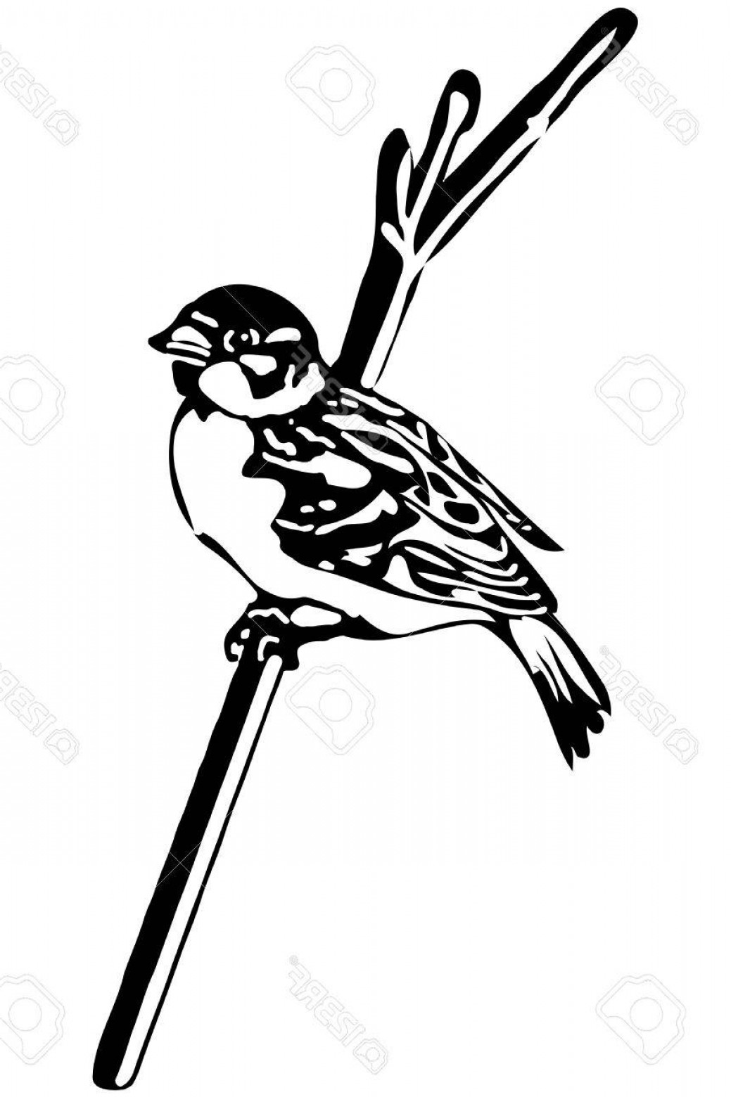 1039x1560 Free Sparrow Clipart Line Drawing, Download Free Clip Art