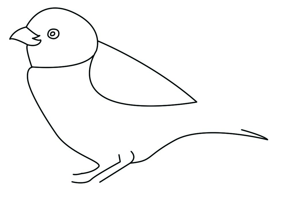 1024x720 How To Draw A Sparrow Drawing