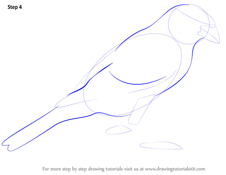 791x614 Learn How To Draw A House Sparrow