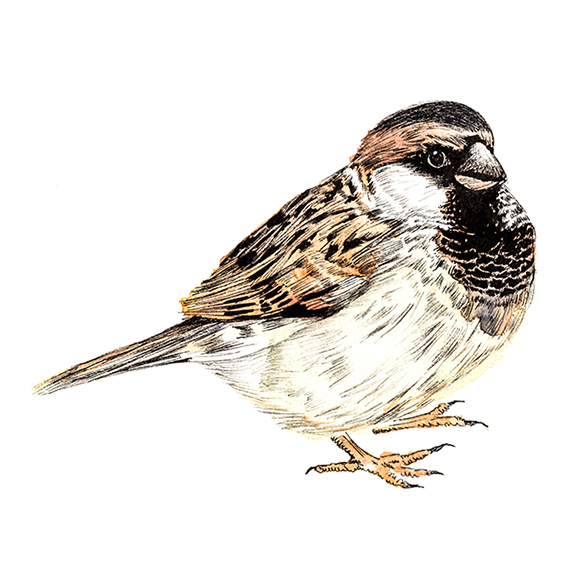 567x567 Sparrow! Finished Bird Of The Fortnight Ella's Place