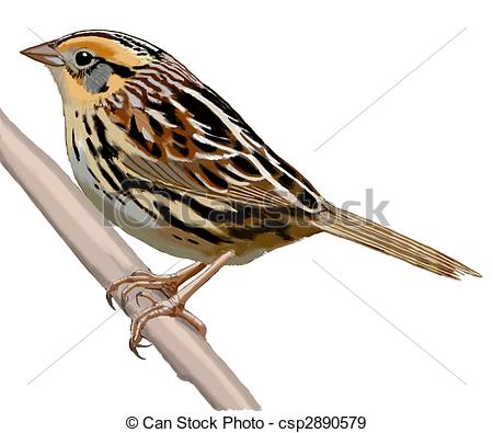 450x395 sparrow clipart and stock illustrations sparrow vector