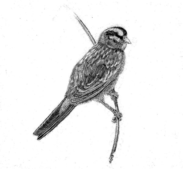 600x553 Sparrow Drawings