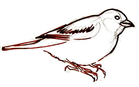 450x282 Sparrow Drawing
