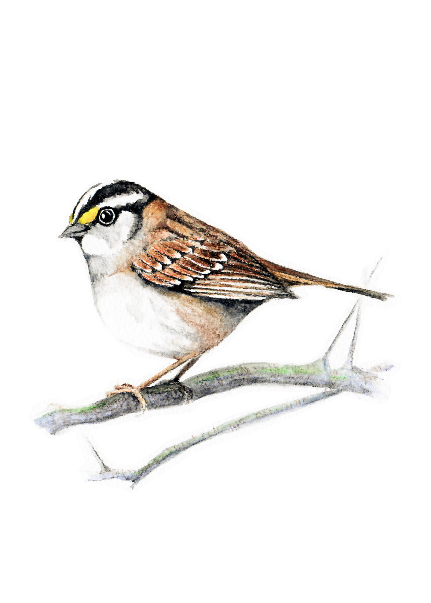 857x1200 Bird Sparrow