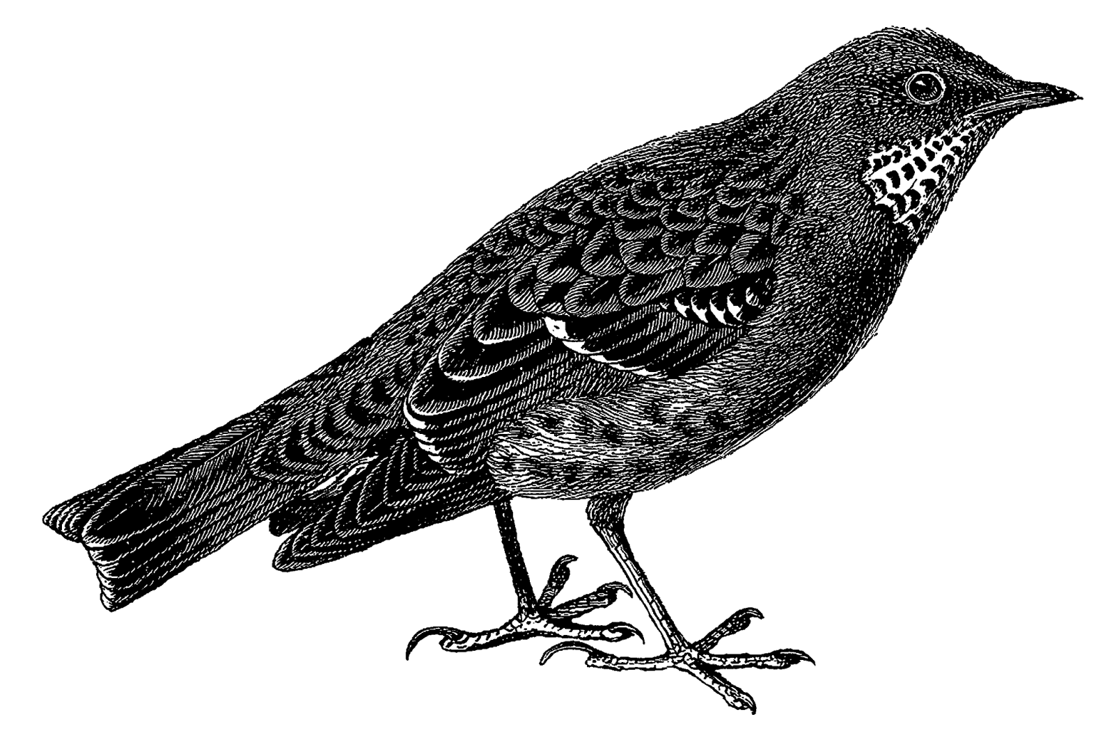 1600x1077 Digital Stamp Design Stock Bird Illustration Artwork Drawing