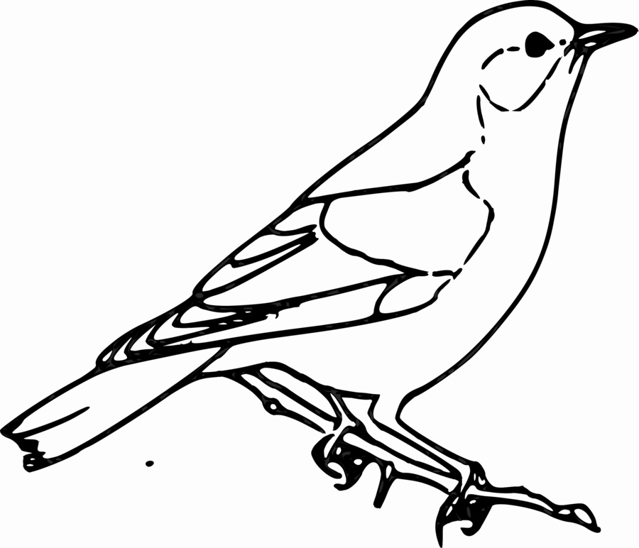 900x772 Drawing, Bird, Wildlife, Transparent Png Image Clipart Free Download