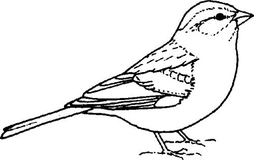 500x315 chipping sparrow newer older printables sparrow drawing