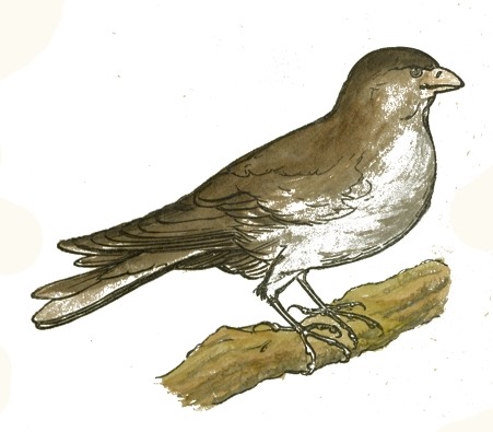 451x395 Brown Sparrow Drawing