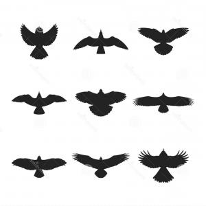 300x300 Top Birds Fly In The Air Sparrow And Feather Eagle Vector Drawing