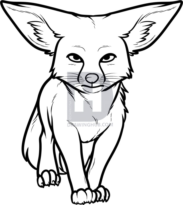 642x720 how to draw a kit fox, kit fox, step