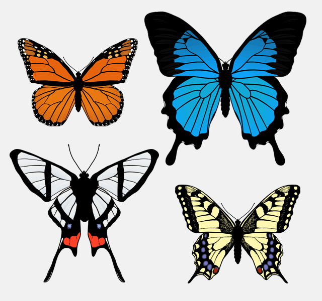 640x600 How To Draw Animals Butterflies, Their Anatomy And Wing Patterns