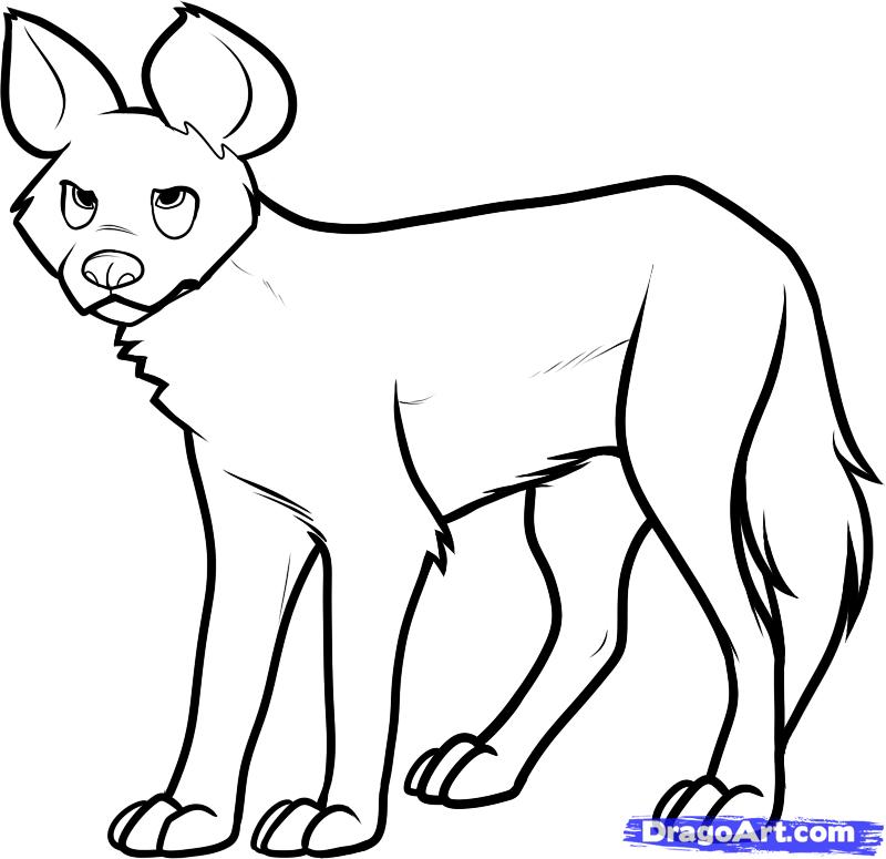 800x775 How To Draw A Wild Dog, African Wild Dog, Step