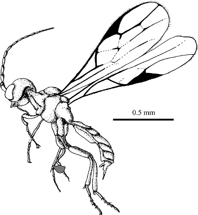 684x743 Camera Lucida Drawing Of Holotype Male Of Archephedrus Stolamissus