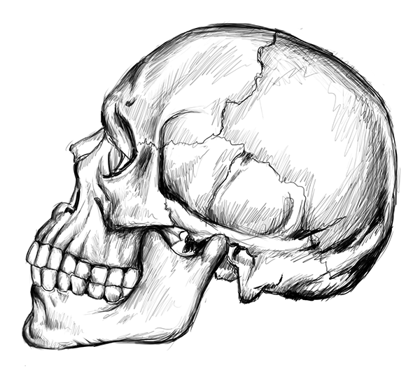 600x539 Skull Speed Drawing