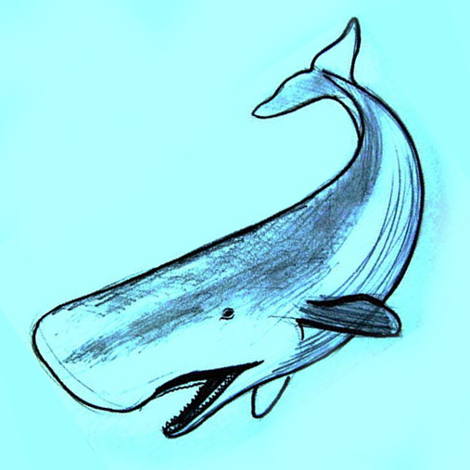 470x470 How To Draw A Sperm Whale