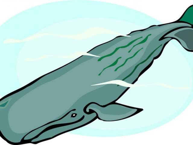 640x480 Sperm Whale Clipart Drawing