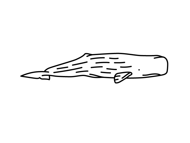 800x600 Sperm Whale