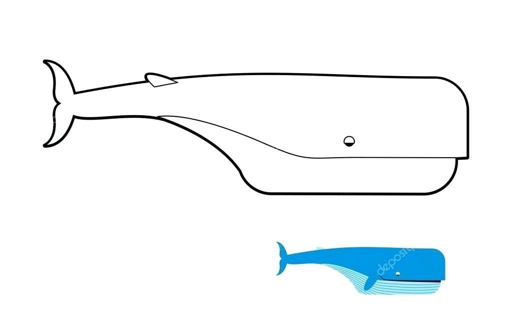 1023x669 whale coloring sperm whale coloring book blue whale vector