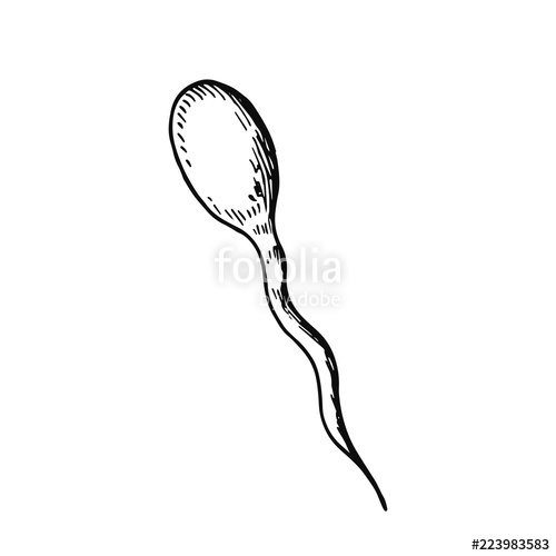 500x500 Sperm Sketch Isolated On White Background Stock Image And Royalty