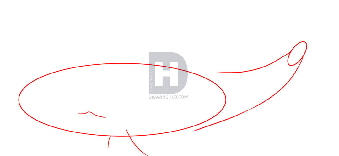 1080x497 How To Draw A Sperm Whale, Step