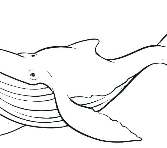 Sperm Whale Drawing