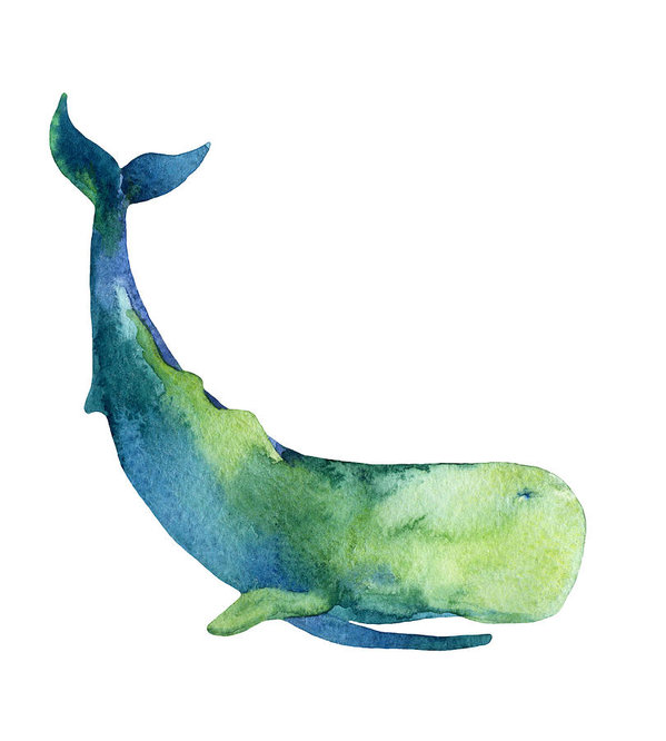 599x666 Sperm Whale Isolated On White Background Art Print
