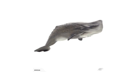 480x250 Sperm Whale Mojo Trade Me