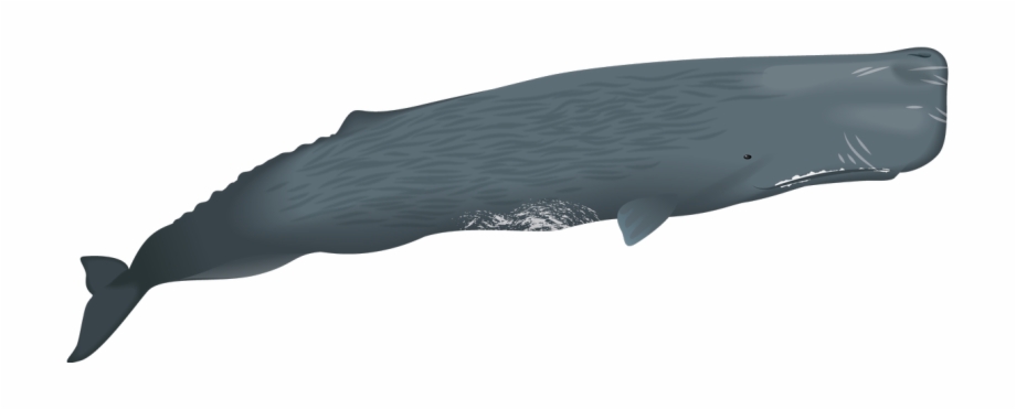920x372 Sperm Whales Have The Largest Brain Of Any Animal