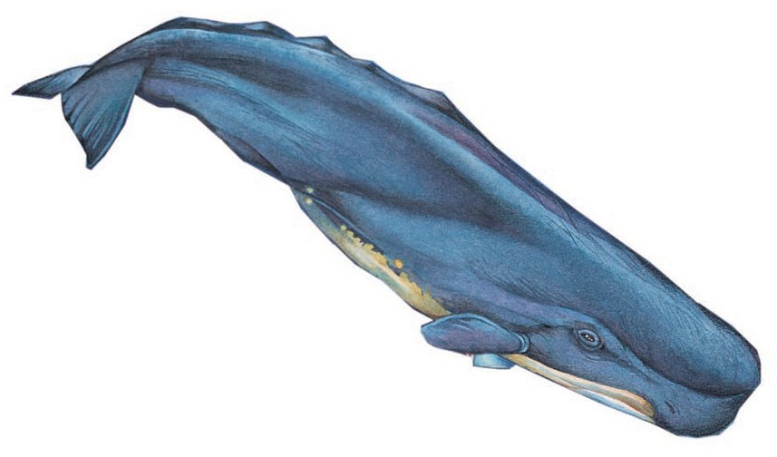 857x504 Sperm Whale