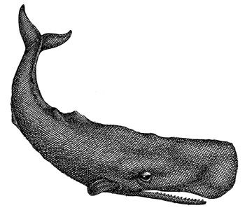 350x310 Sperm Whale New England Whaling Whales Whale Illustration