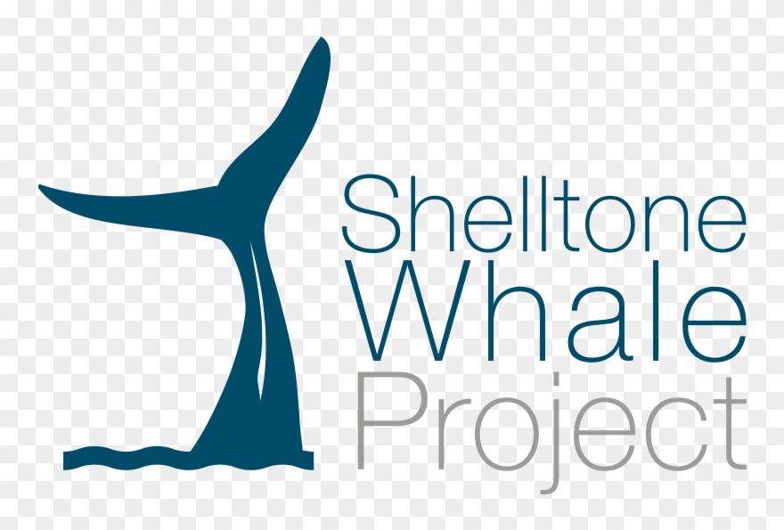 880x595 Whale, Dolphin And Sperm Whale Watching In Guadeloupe