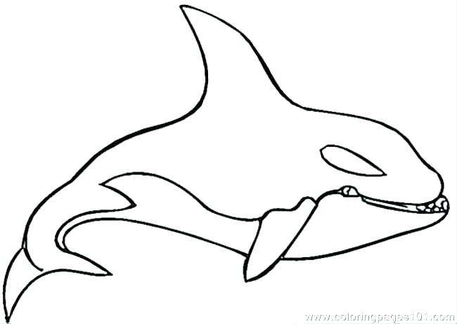 650x461 Killer Whale Coloring Page