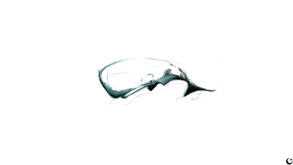1024x576 Sperm Whale