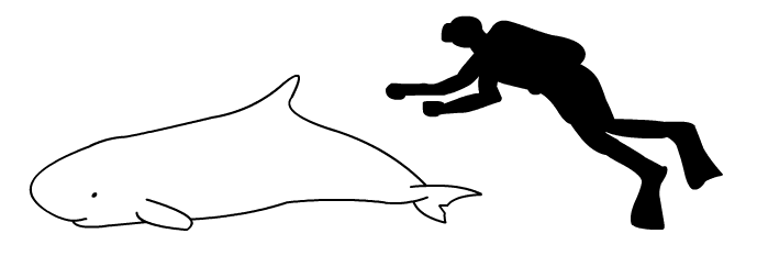 689x253 Filedwarf Sperm Whale Size