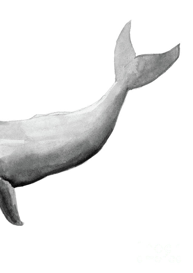636x900 Grey Sperm Whale Part Two Watercolor Illustration Wall Decor