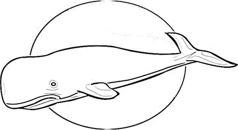 480x262 Sperm Whale Coloring Page
