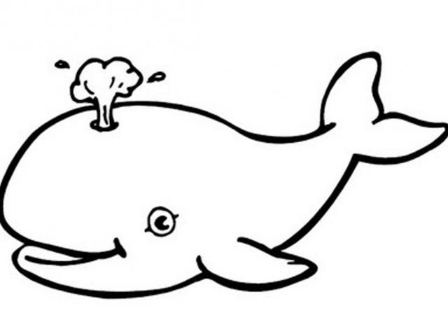 640x480 Sperm Whale Clipart Drawing