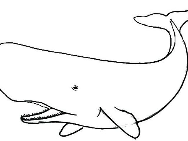 Sperm Whale Line Drawing | Free download on ClipArtMag