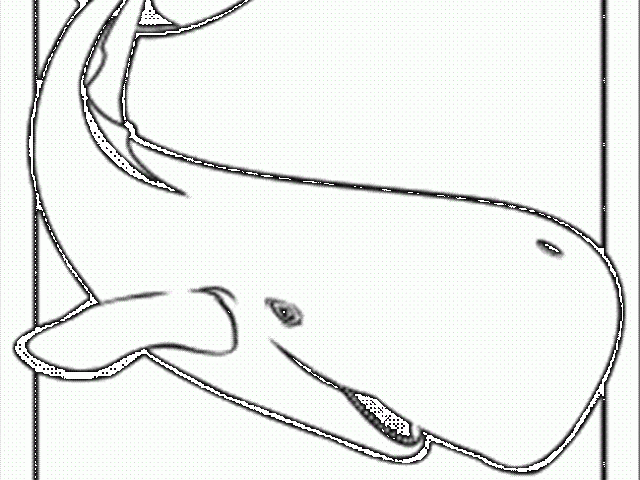 640x480 Sperm Whale Clipart Whale Shark