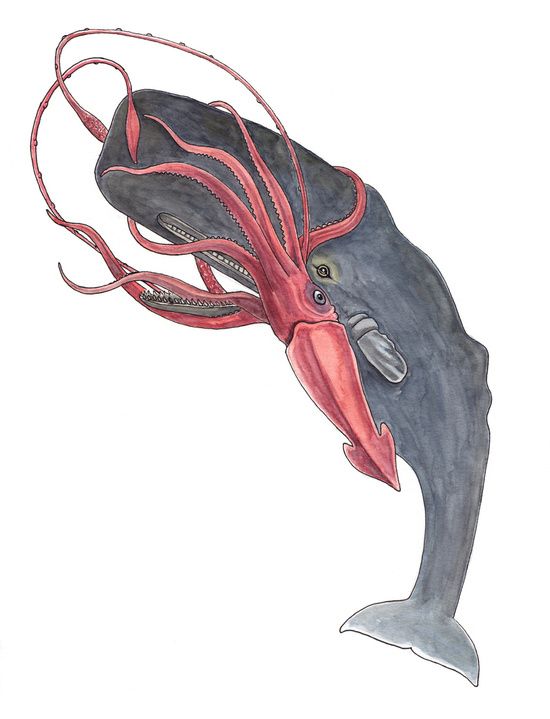 550x719 Sperm Whale Line Drawing