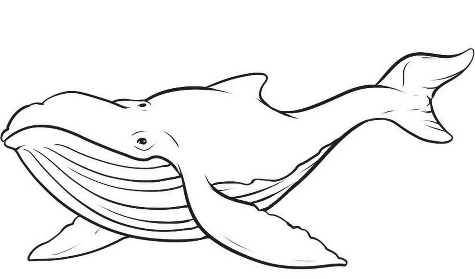 1600x938 Whale Black And White Sperm Whale Clipart Black And White