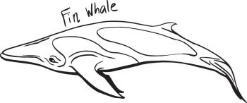 350x146 You Searched For Sperm Whale